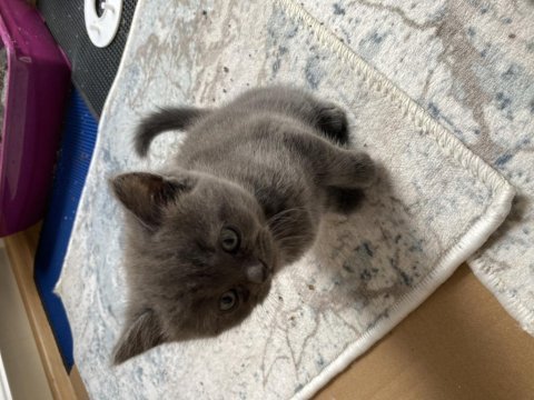 British shorthair gri kedimiz