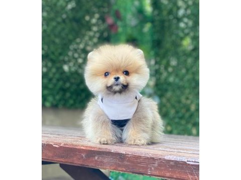 Pomeranian boo köpeği
