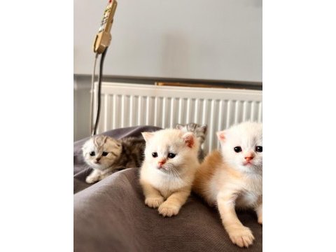 Muhteşem renkte british shorthair ve scotish fold yavrular