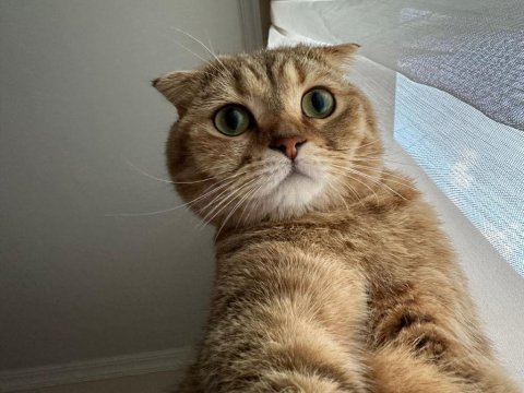 Erkek scottish fold