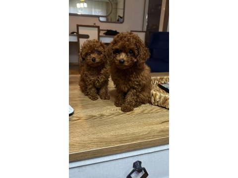 2 buçuk aylık kore poodle yavrular