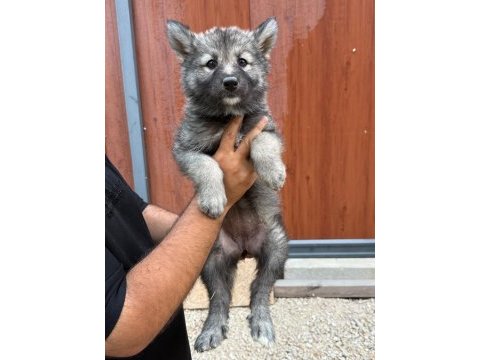 A kalite wolfdog yavrular