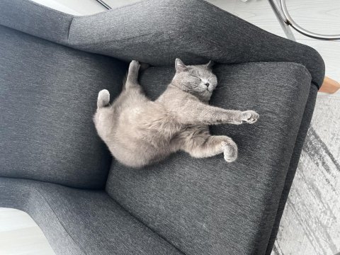 4 yaşında kısır dişi kedimiz