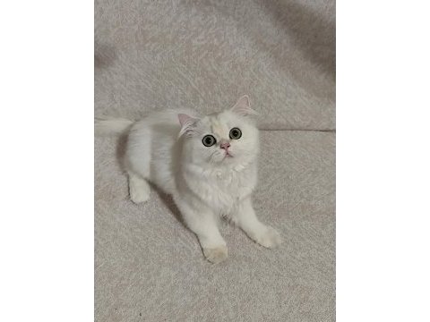 British longhair