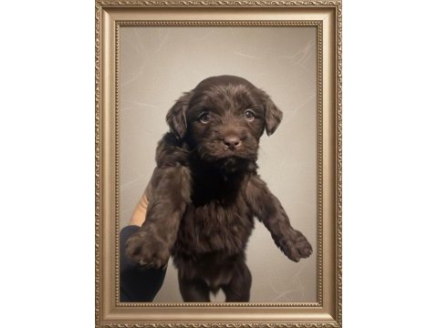 Dünya tatlısı maltipoo yavrular ırk garantili