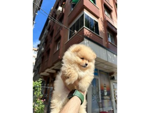 Dünyalar tatlısı japon pomeranian yavrularımız