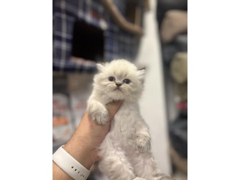 Britsh longhair kedisi yavrular