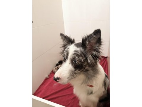 Şampiyon kan hattından border collie yavruları!