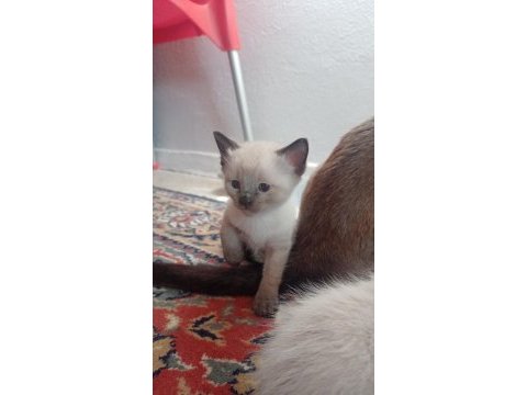 Anne altında siyam kedisi