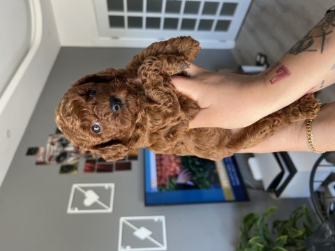Güzel poodle yavrularımız yeni ailelerine kavuşmak istiyor
