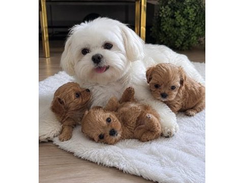 0 beden maltipoo yavruları (özel dizayn)