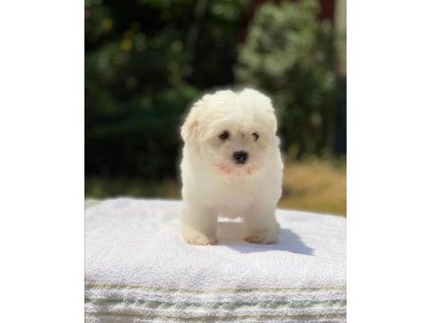 Maltese terrier sıfır boy