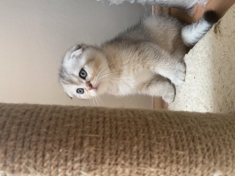 Güzeller güzeli cins scottish fold yavrularımız