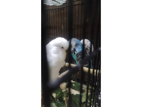 Maşallah show jumbo muhabbet kuşu damızlık ve yavrular