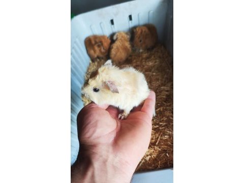 Ginepig yavrular 2 dişi 1 erkek