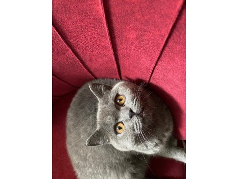 Dişi british shorthair uyguna sahiplendirilecektir