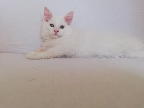 Efsane maine coon yavrular