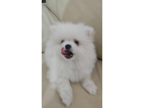 Pomeranian bebeklerimiz