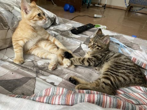 Adana içi acil sahiplendirme british shorthair melezi