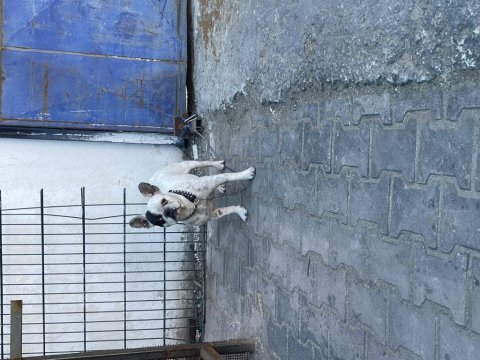 Fransız buldog dişi