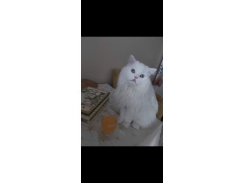 Yakışıklı kedimiz behlül