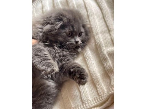 A++ a62 orjinal british longhair yavrular