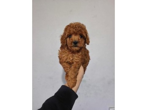 Toy poodle yavrular
