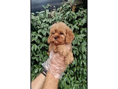 Maltipoo yavrularımda son nokta