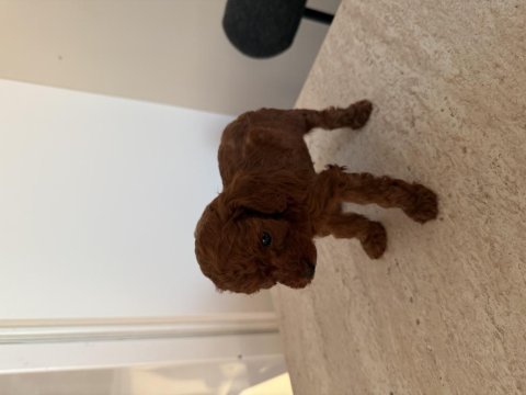 Kore poodle 30 günlük erkek
