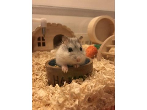 Gonzales hamster yavrular ve tüm malzemeleri adrese teslim