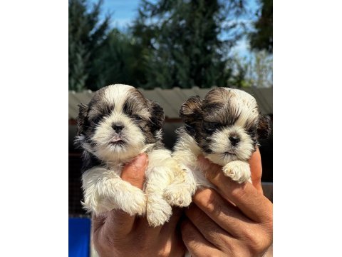 Shih tzu şitsu yavrular