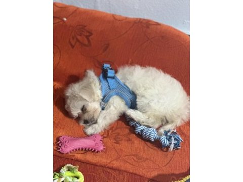 Sevimli maltipoo yavrumuz maya ya temiz güzel aile aranıyor