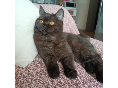 British shorthair kara kız