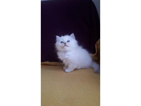 British longhair safkan disi erkek yavrularimiz
