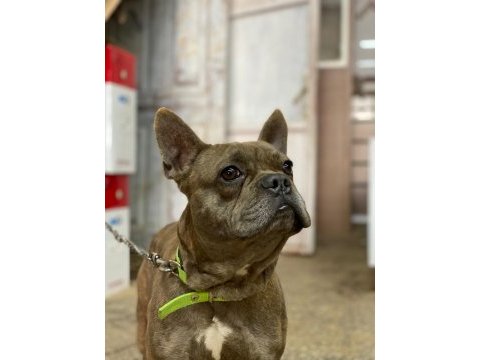 1.5 yaşında erkek çok uysal ve çok akıllı french bulldog