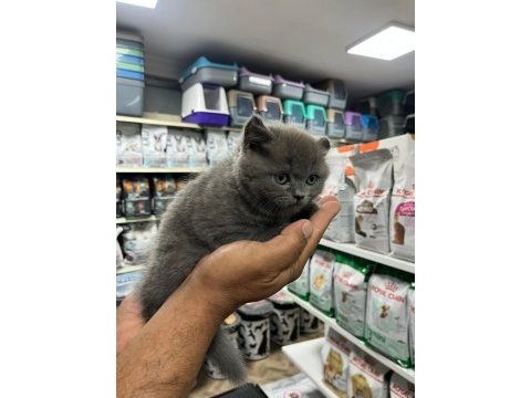 Türünün en güzel örneklerinden scottish