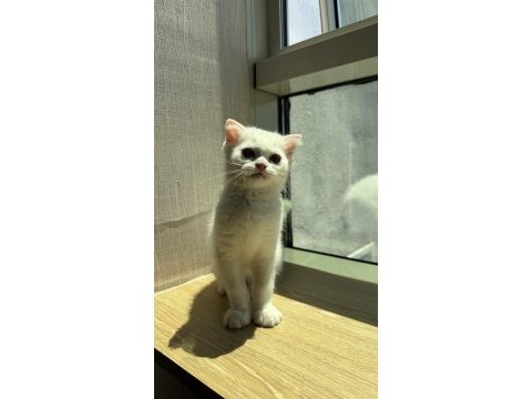 Ücretsiz sahiplendirme kedimiz