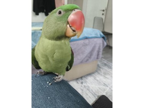 2 yaşında alexander papağanı dişi