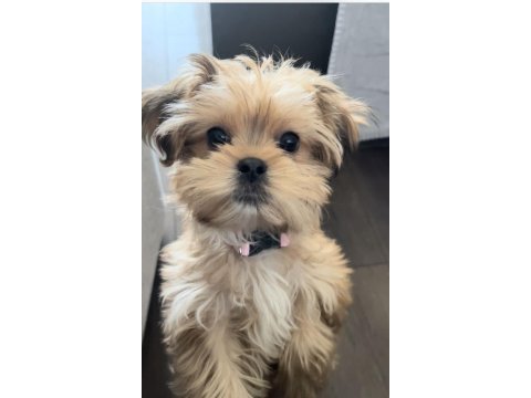 Adresinize teslim morkie yavrular için ulaşabilirsiniz