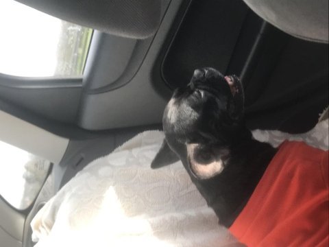 Mama karşılığı french bulldog