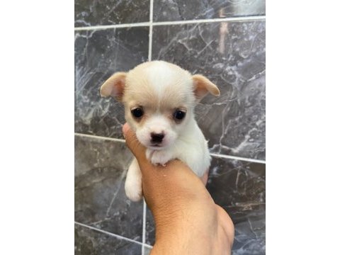 Orjinal elma kafa minyatür şivava köpekler
