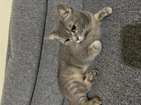 Scottish fold pamuğumuzu sahiplendirmek istiyoruz