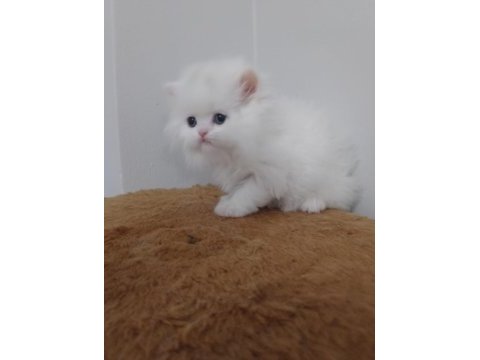 Full şecereli şampiyon ebeveynlere sahip british longhair