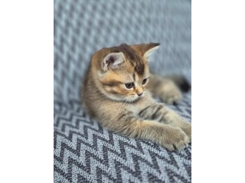 British shorthair kedisi