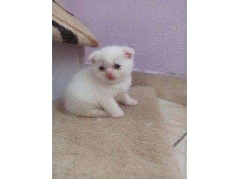 Blue point ve red point british shorthair bebekler