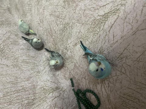 4 adet yavru renk cümbüşleri gri rengarenk muhabbet kuşlar