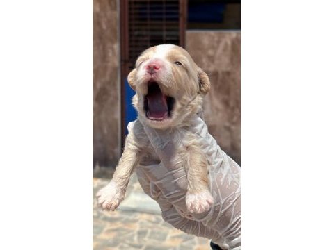 Sevimli maltipoo yavrularımız sizi bekliyor