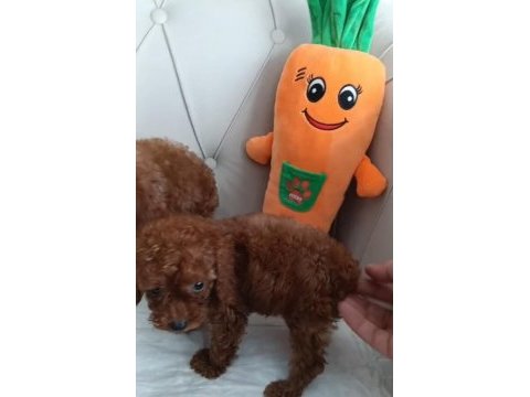 Kuyruksuz kore poodle red brown bebekler