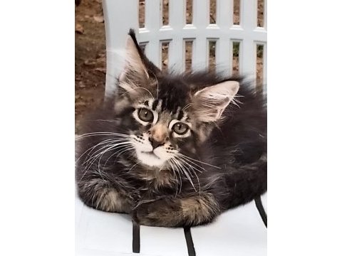 Hangi maine coon yavru sizin olsun?