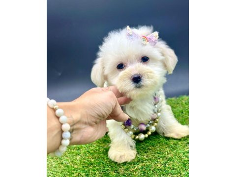 65 günlük dişi köpeğimiz